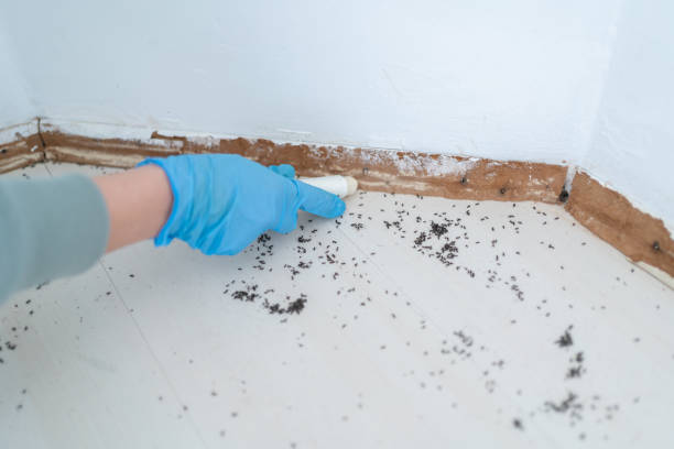 Best Flea Control Services  in Enterprise, UT